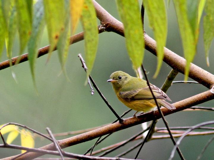 Ochre-bellied Flycatcher