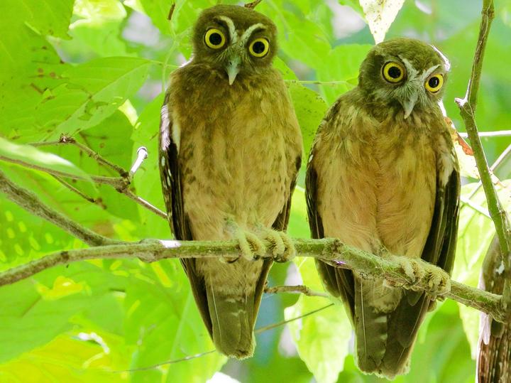 Ochre-bellied Boobook