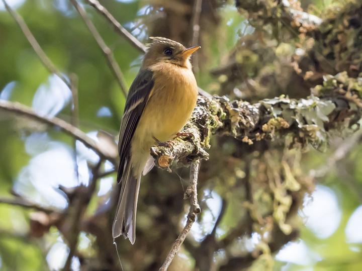 Ochraceous Pewee