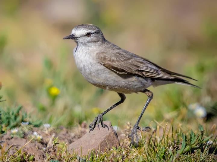 Ochre-naped Ground Tyrant