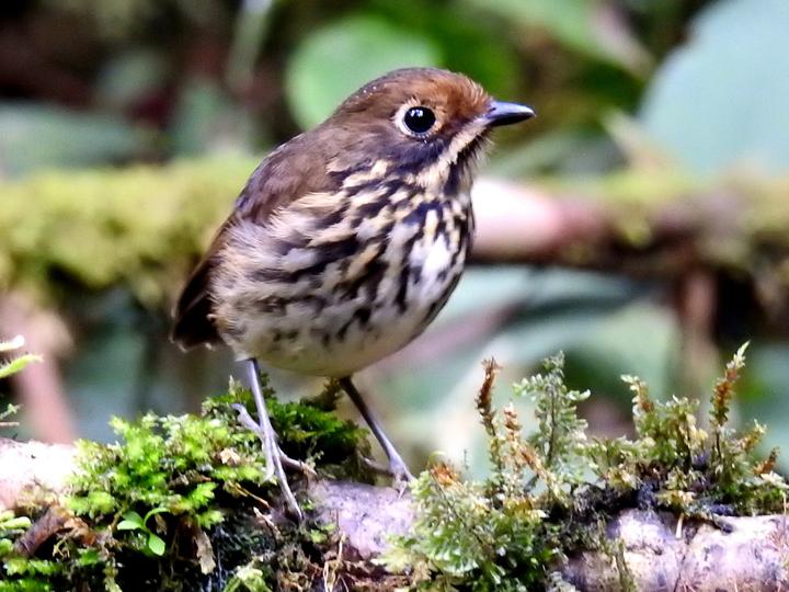 Ochre-fronted Antpitta