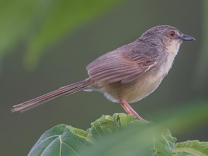 Annam Prinia