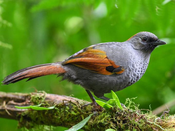 Golden-winged Laughingthrush