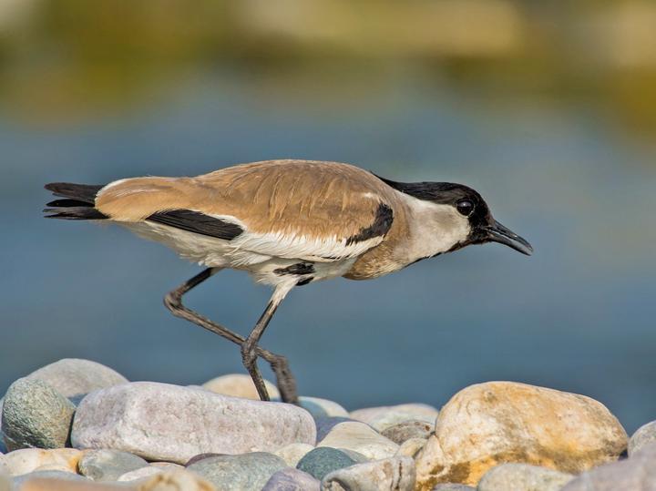 River Lapwing