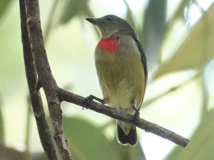 Louisiade Flowerpecker
