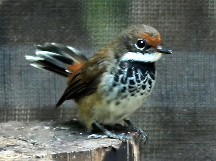 Louisiade Fantail