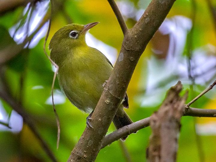 Louisiade White-eye