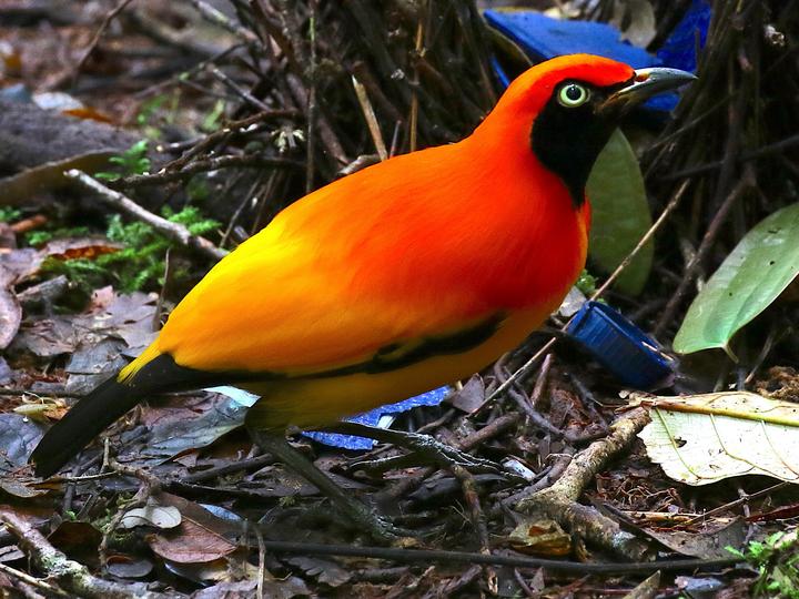 Masked Bowerbird