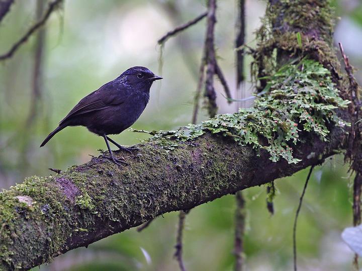 Shiny Whistling Thrush