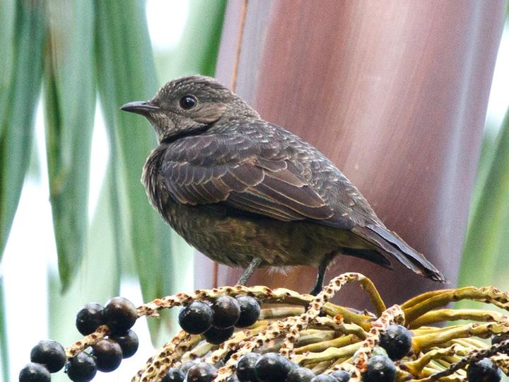 Spangled Cotinga