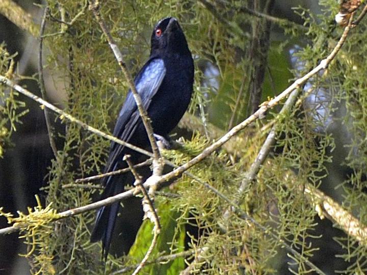 Shining Drongo