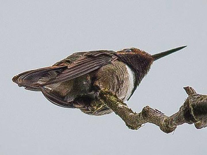 Glow-throated Hummingbird