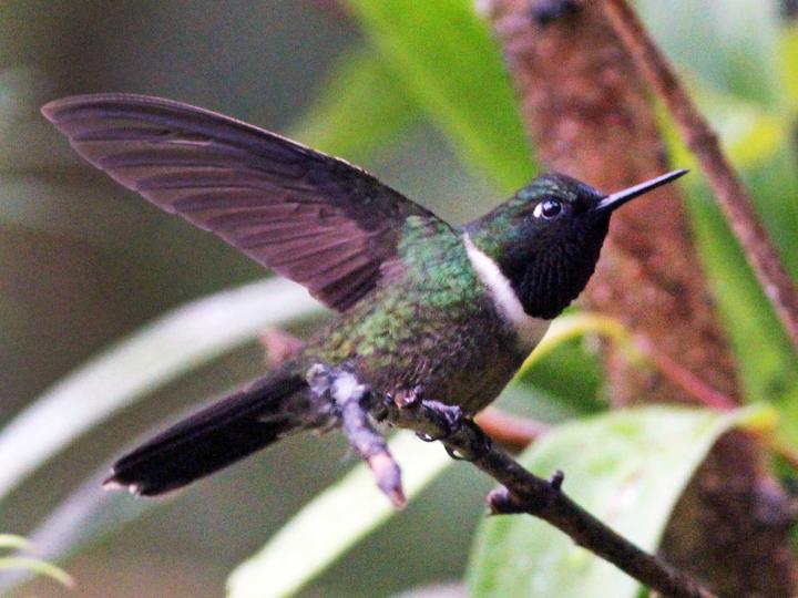 Amethyst-throated Sunangel