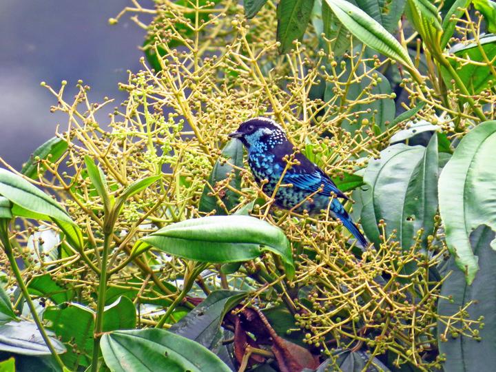 Beryl-spangled Tanager