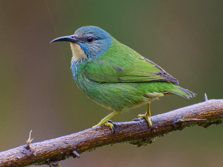 Shining Honeycreeper