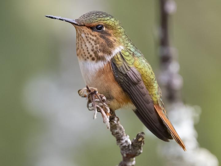 Scintillant Hummingbird