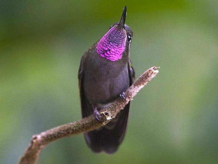 Amethyst-throated Mountaingem