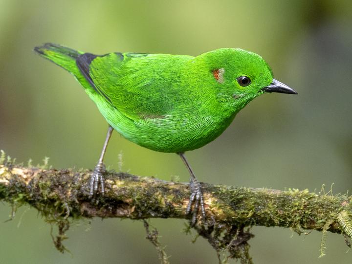 Glistening-green Tanager