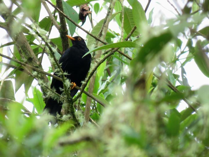 Glossy-black Thrush