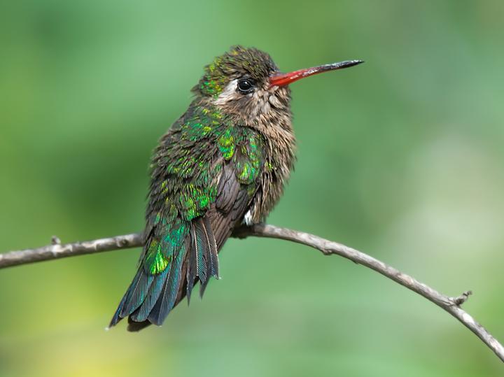 Glittering-bellied Emerald