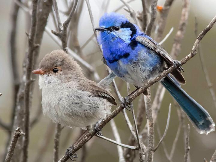 Splendid Fairywren