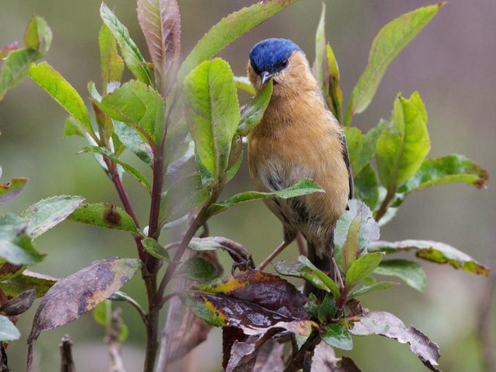 Tit-like Dacnis
