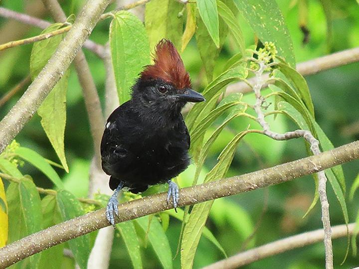 Glossy Antshrike