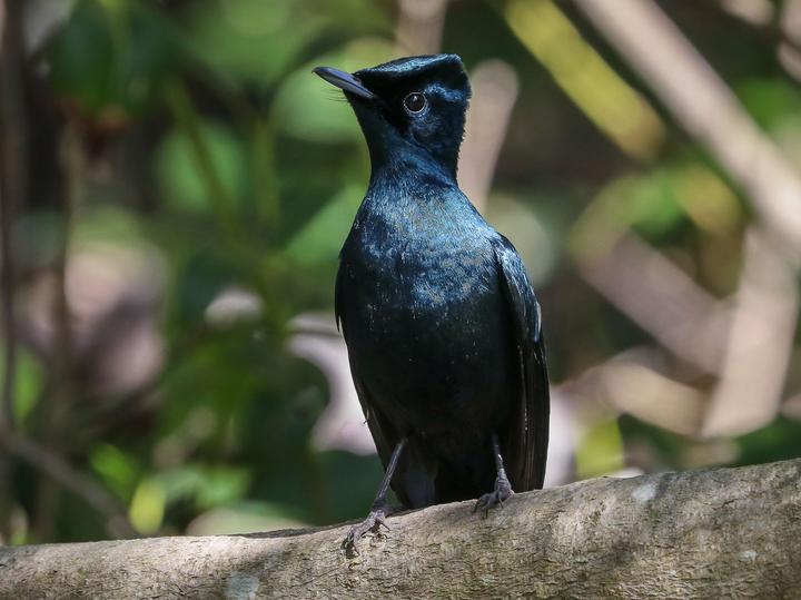 Shining Flycatcher