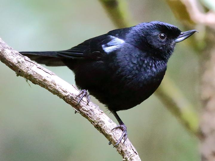 Glossy Flowerpiercer