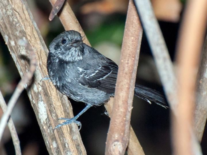 Jet Antbird