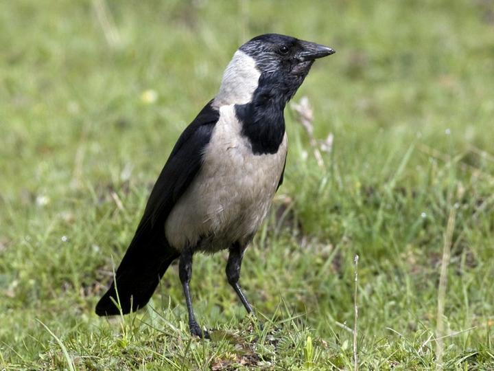 Daurian Jackdaw