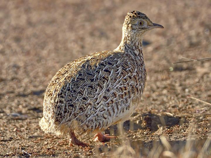 Darwin's Nothura