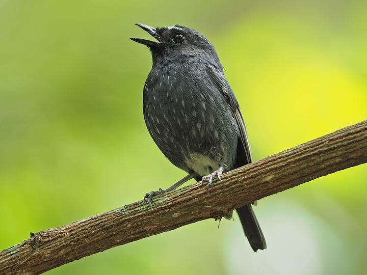 Damar Flycatcher