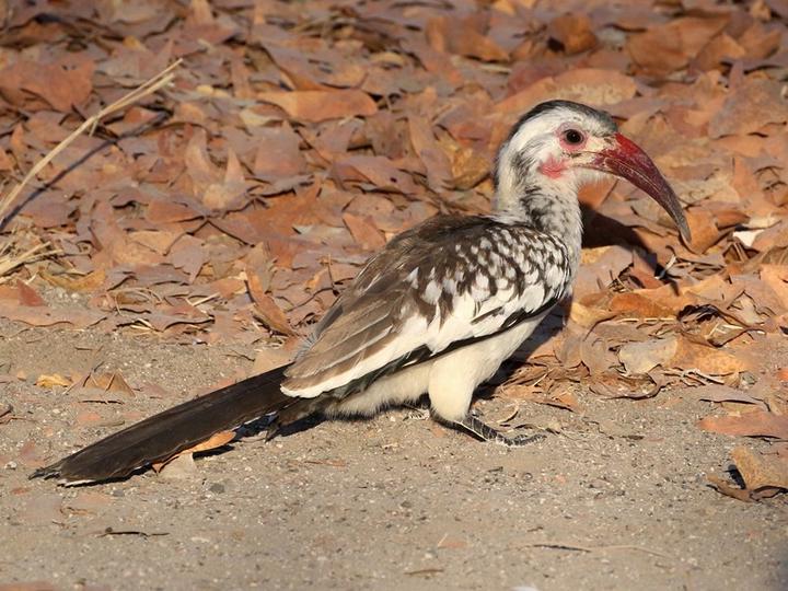 Damara Red-billed Hornbill