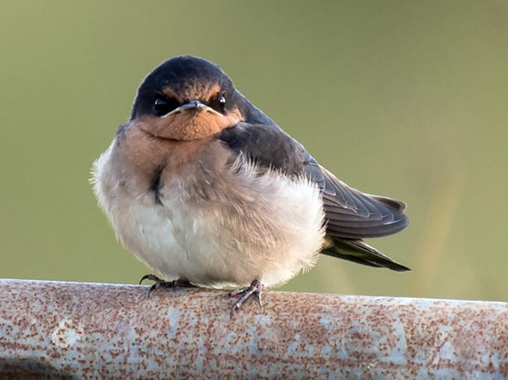 Welcome Swallow