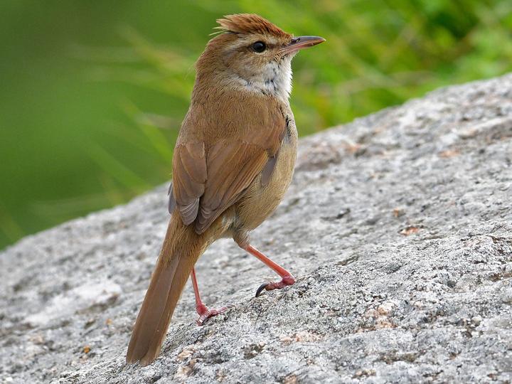 Manchurian Bush Warbler