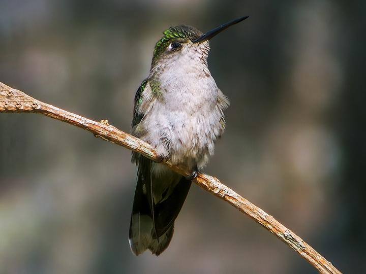 Diamantina Sabrewing