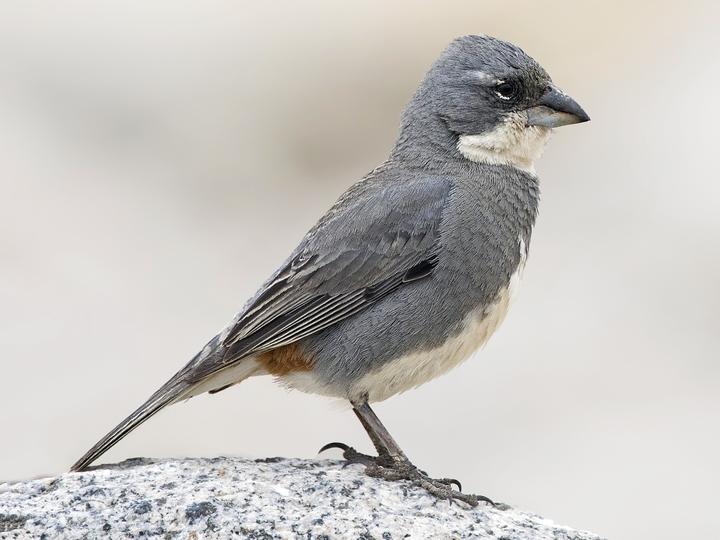 Diuca Finch