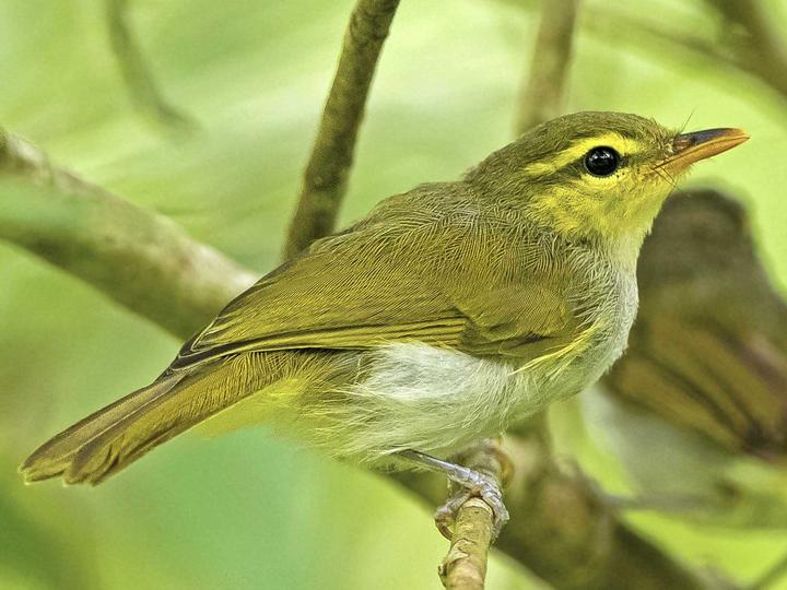 Lemon-throated Leaf Warbler