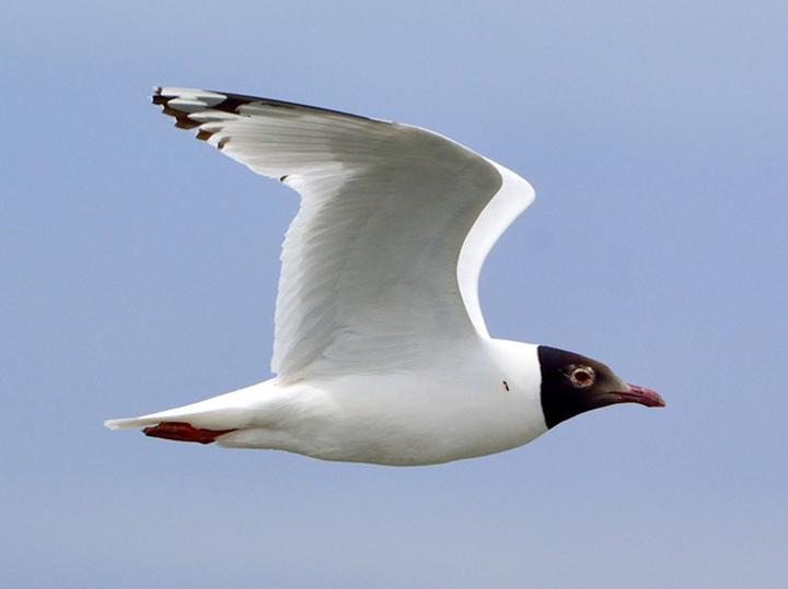 Relict Gull