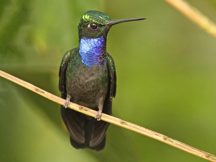 Napo Sabrewing
