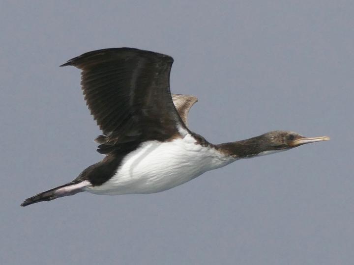 Bounty Shag