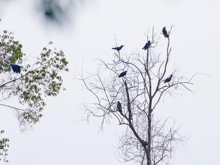 Banggai Crow