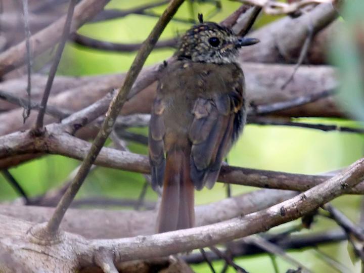 Banggai Jungle Flycatcher