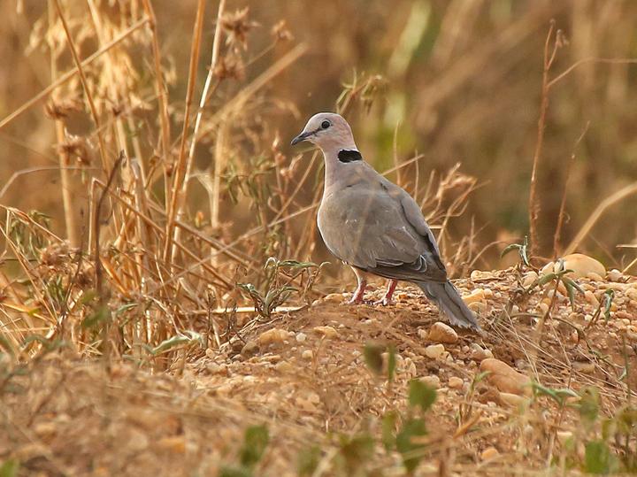Vinaceous Dove