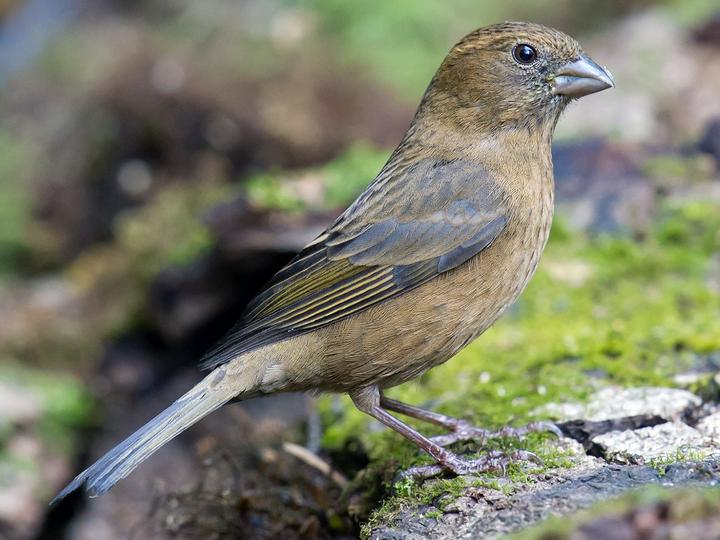 Vinaceous Rosefinch