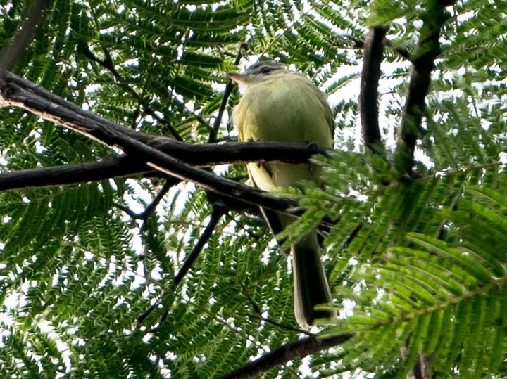 Reiser's Tyrannulet