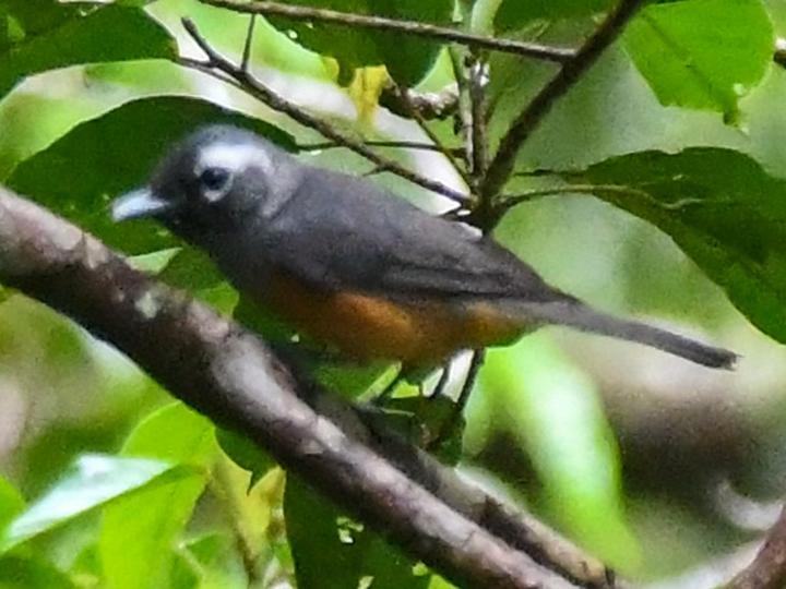 White-capped Monarch