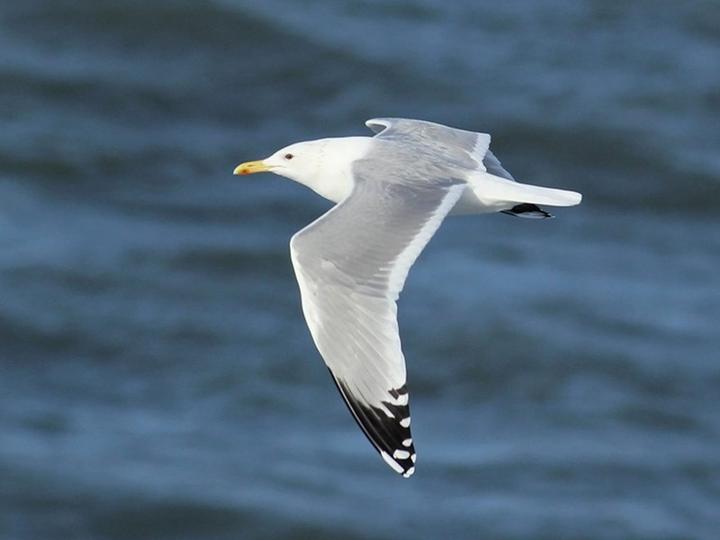 Caspian Gull