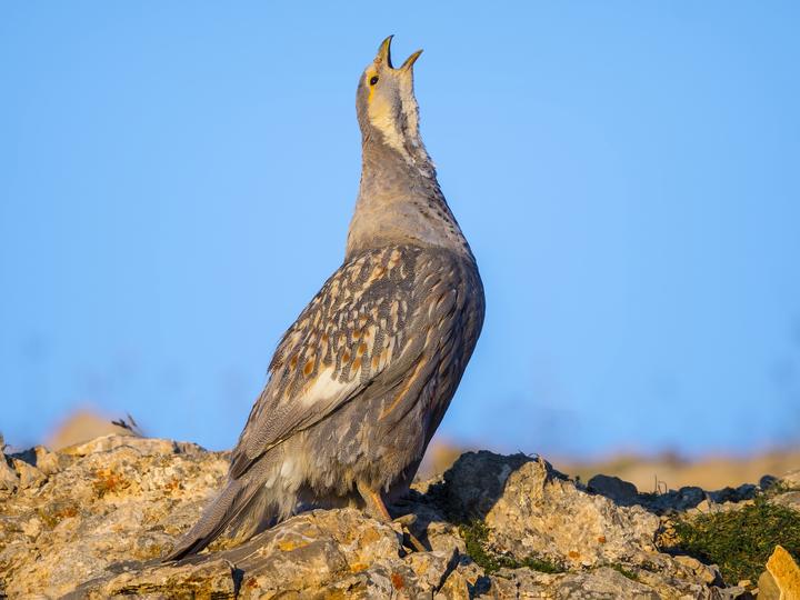 Caspian Snowcock
